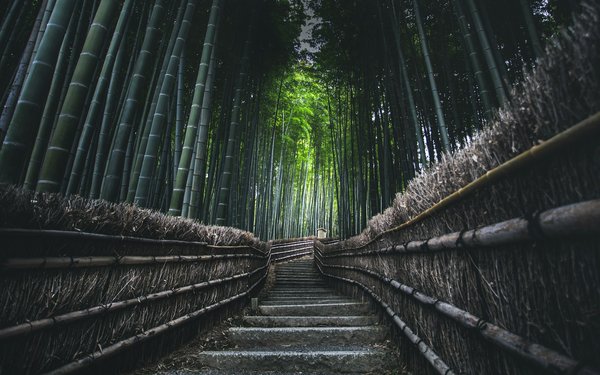 Quels sont les meilleurs sentiers pour une randonnée à travers les forêts de bambous à Kyoto, Japon?